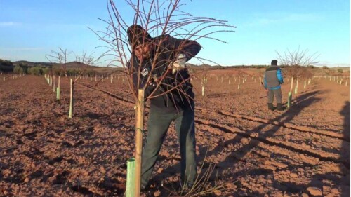 Prunotec celebrará un nuevo curso de poda de pistacho el 4 de marzo con el aval técnico de Octavio Arquero y la referencia editorial del libro del pistacho.jpg